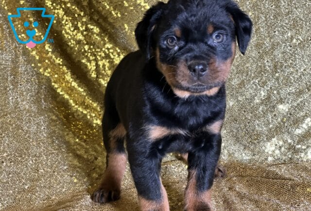 Rupert Mini Rottweiler2 image