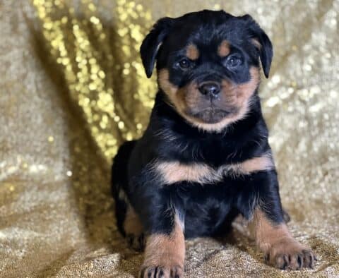 Ryan Mini Rottweiler