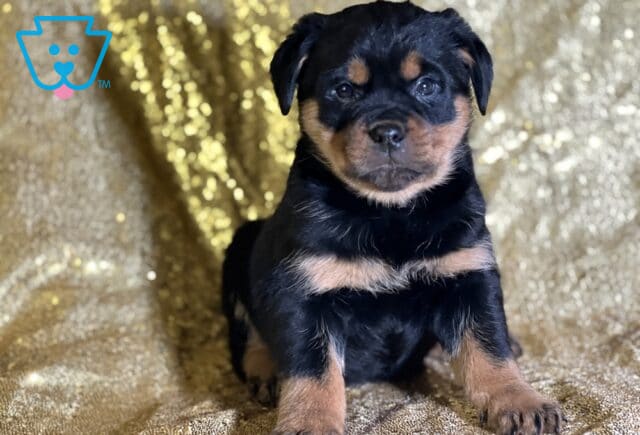 Ryan Mini Rottweiler image