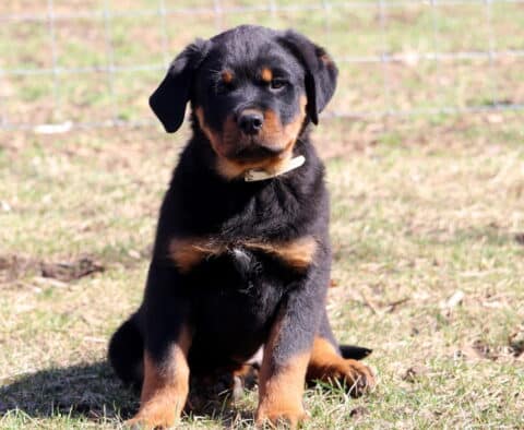 Saber Rottie