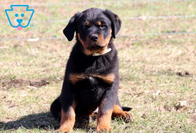 Saber Rottie image