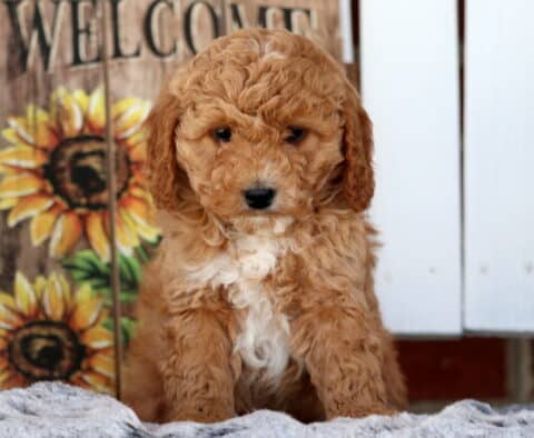 Sammy Cavapoo