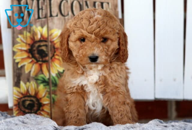 Sammy Cavapoo image