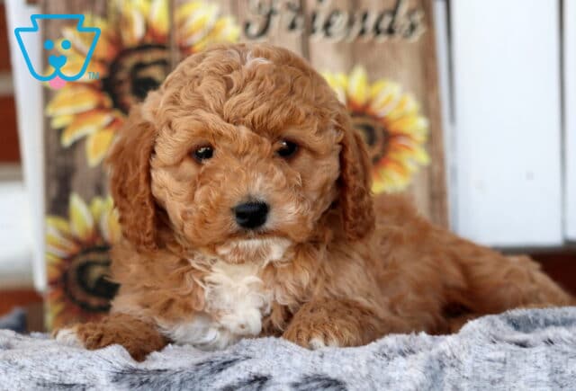 Sammy Cavapoo2 image