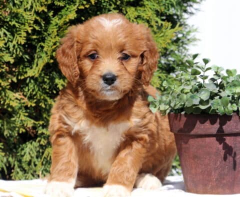 Sasha Goldendoodle