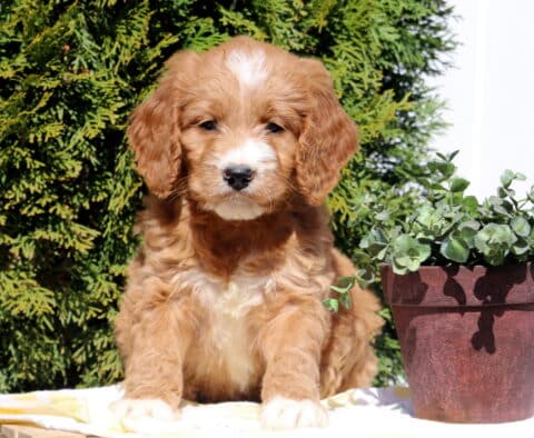 Scout Goldendoodle