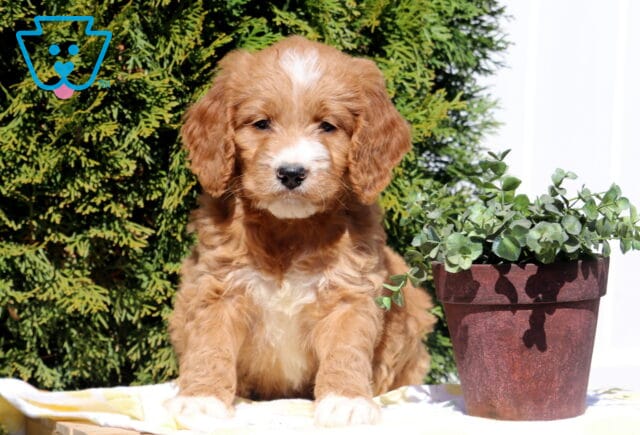 Scout Goldendoodle image