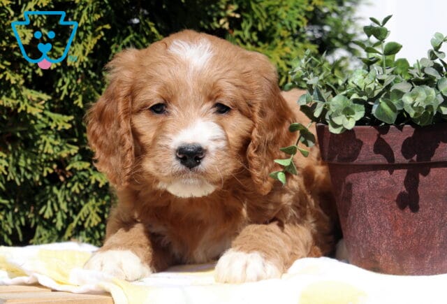 Scout Goldendoodle2 image
