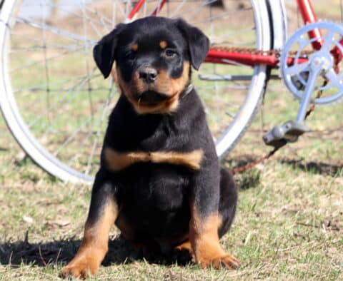 Shadow Rottie