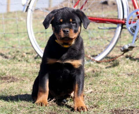Shayla Rottie
