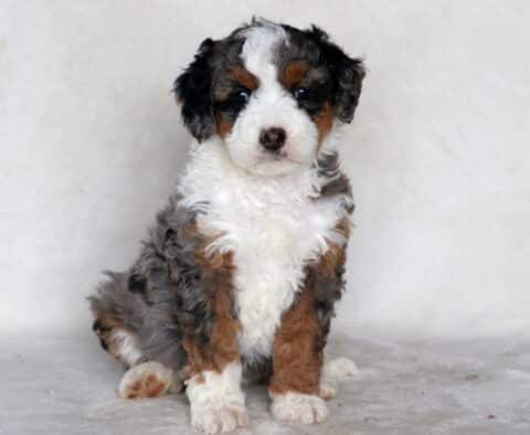 Skittles Mini Bernedoodle