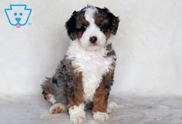 Skittles Mini Bernedoodle image