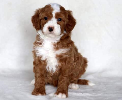 Sky Mini Bernedoodle