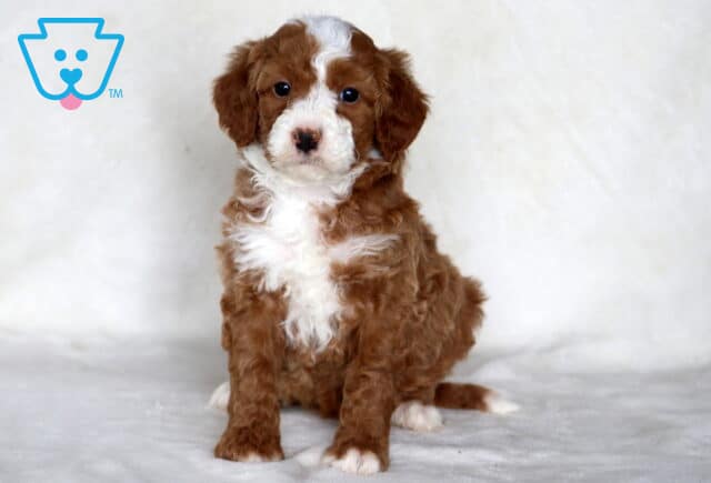 Sky Mini Bernedoodle image