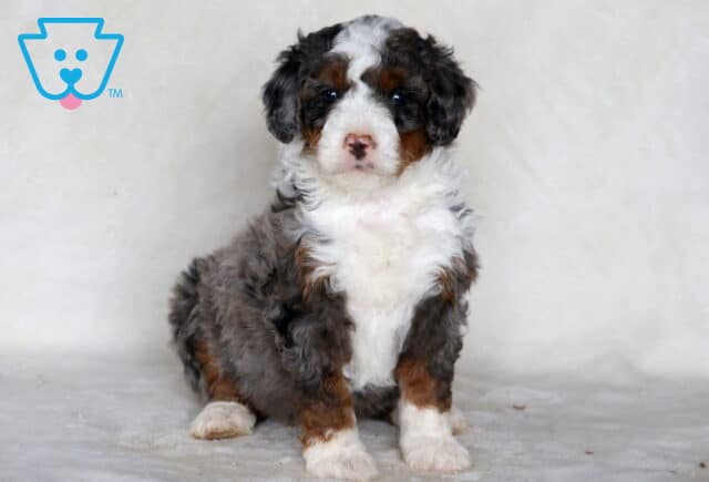 Sonny Mini Bernedoodle image