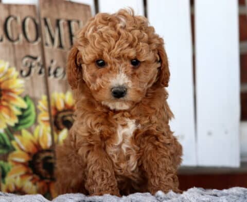 Stan Cavapoo