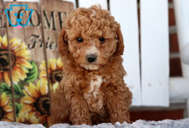 Stan Cavapoo image