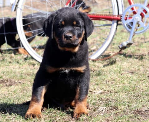Steel Rottie