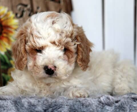 Stoney Cavapoo