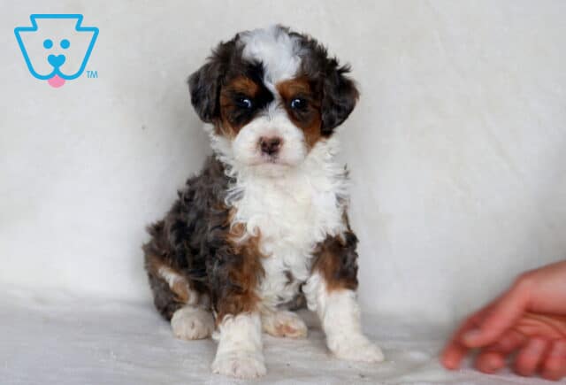 Storm Mini Bernedoodle image