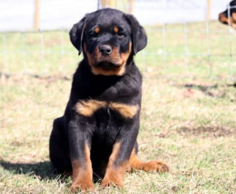 Storm Rottie