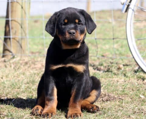 Sugar Rottie
