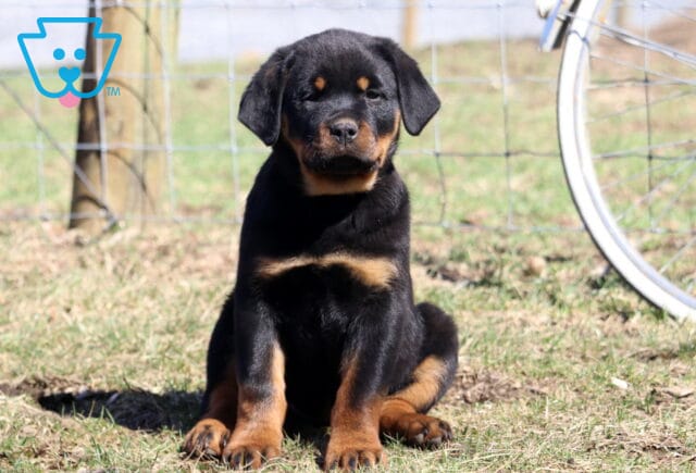 Sugar Rottie image