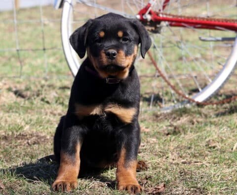 Suki Rottie