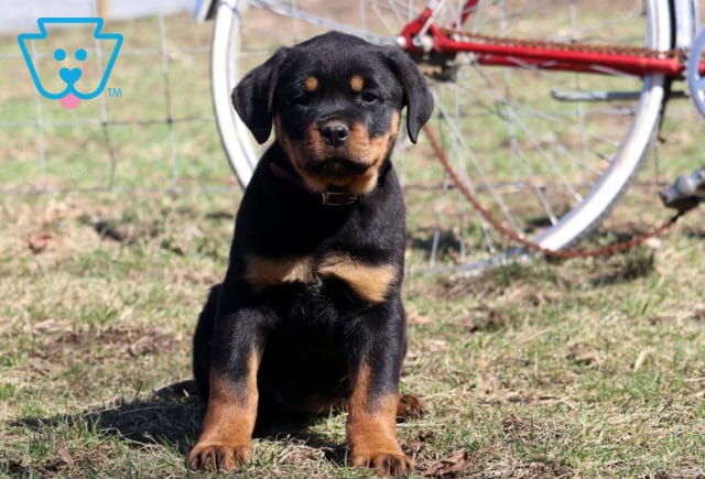 Suki Rottie image