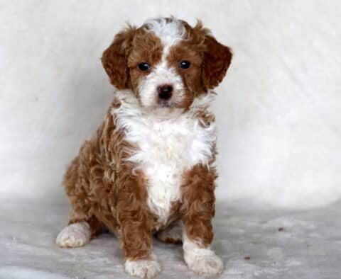 Sweetie Mini Bernedoodle