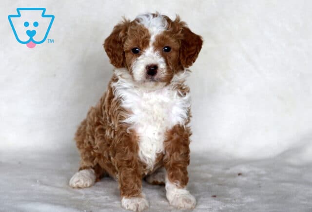 Sweetie Mini Bernedoodle image