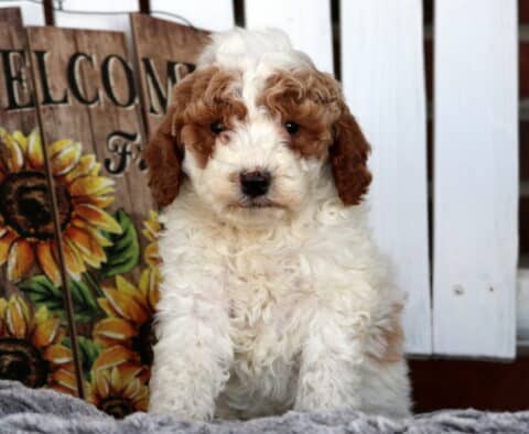 Sylvester Cavapoo