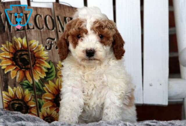 Sylvester Cavapoo image