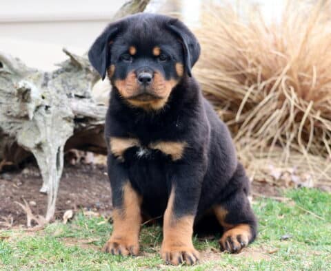 Tank Rottweiler