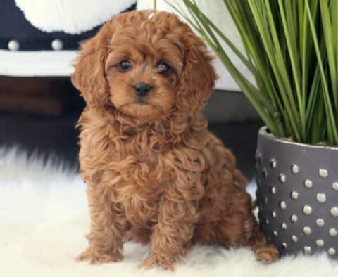 Tasha Cavapoo