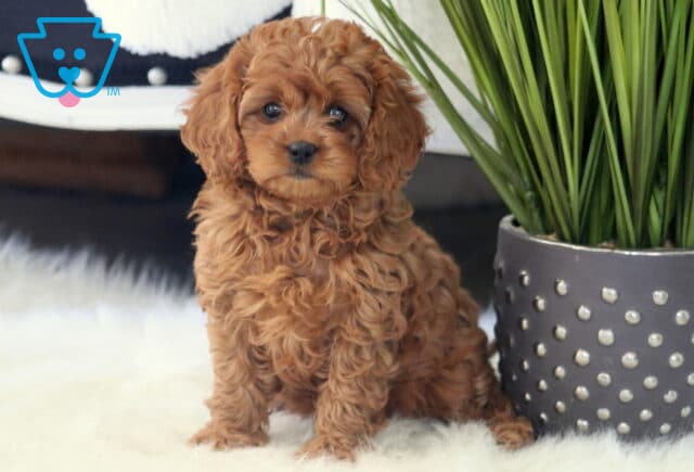Tasha Cavapoo image