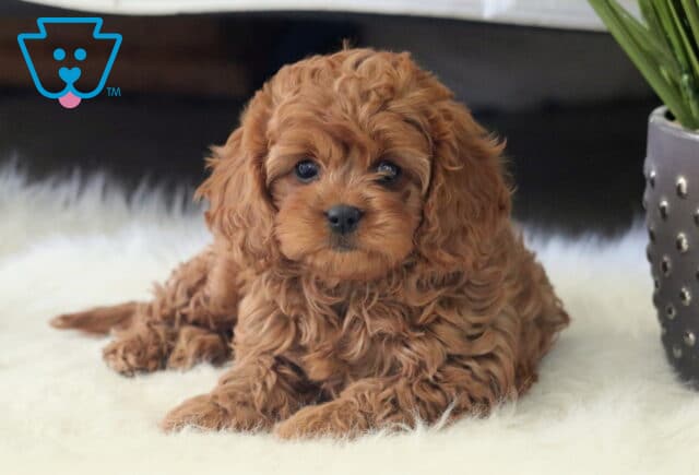 Tasha Cavapoo2 image