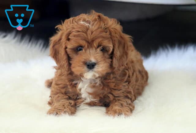 Timmy Cavapoo image