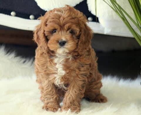 Timmy Cavapoo2