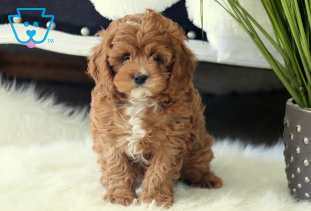 Timmy Cavapoo2 image