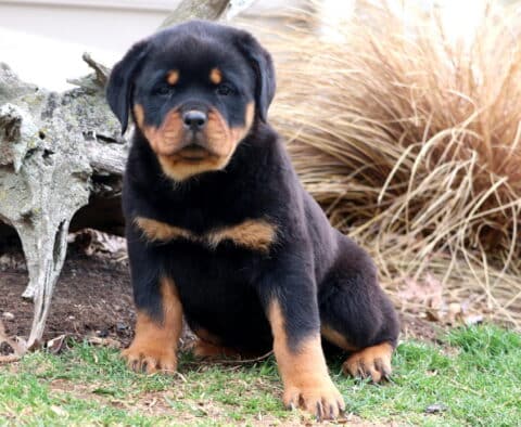 Tina Rottweiler