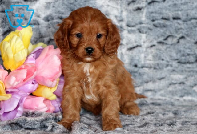Toby Cavapoo image
