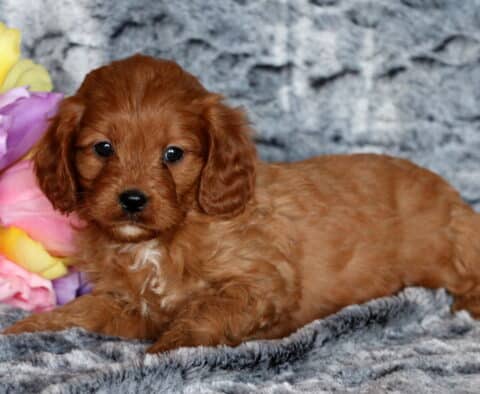 Toby Cavapoo2