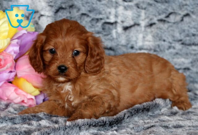 Toby Cavapoo2 image