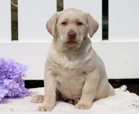 Tootsie Yellow Lab