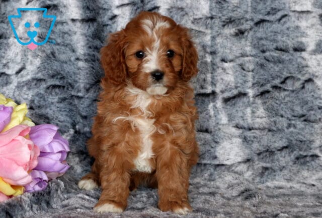 Tori Cavapoo image
