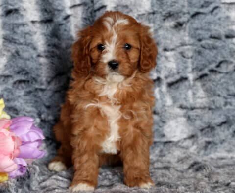 Tori Cavapoo2