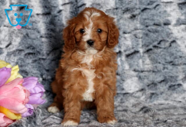 Tori Cavapoo2 image