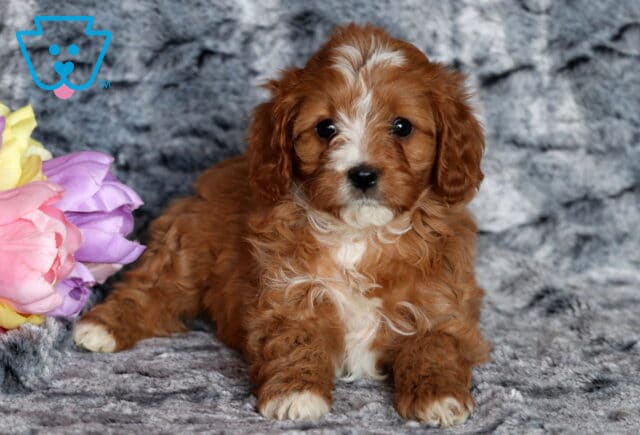 Tori Cavapoo3 image