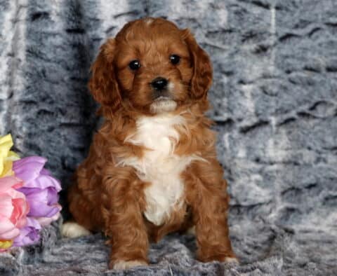 Toro Cavapoo
